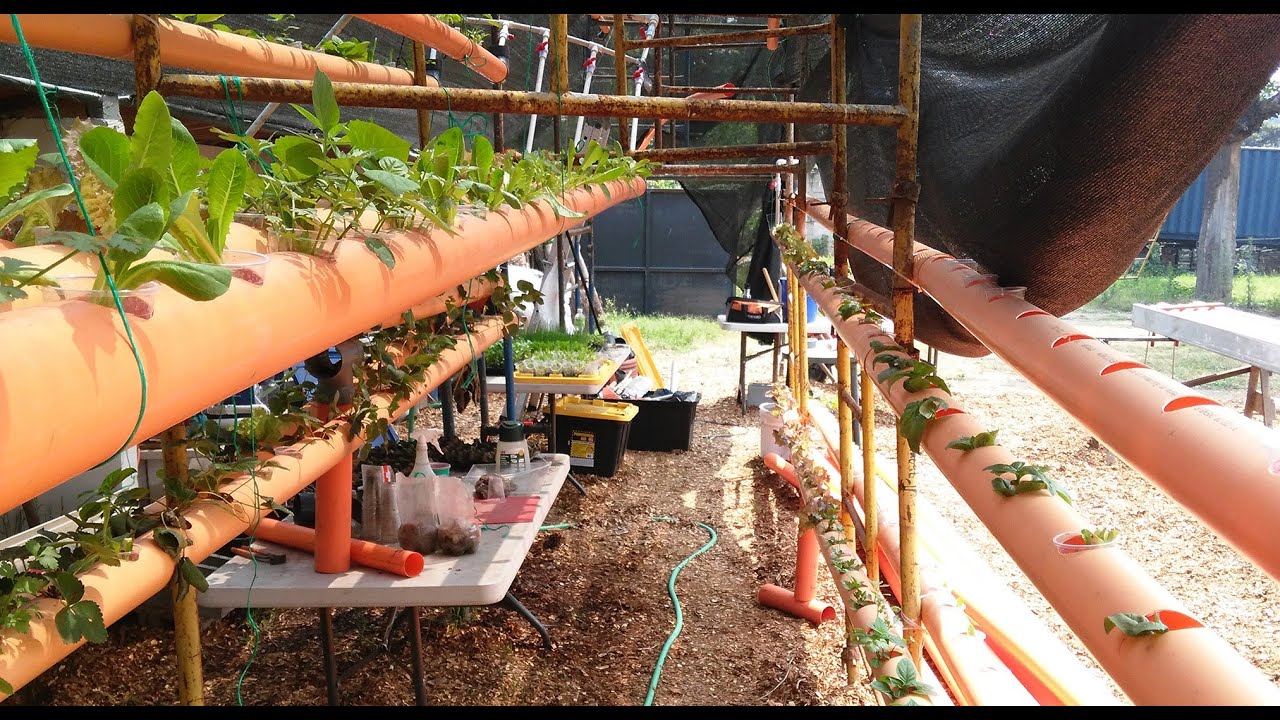 Plants Don