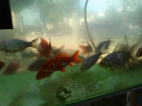 Fish growth with Browns Gas.